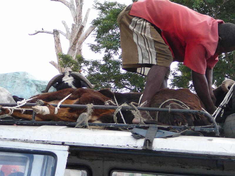 401 Goat on roof